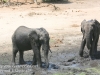 Botswana Chobe river elephants -9