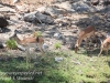 Botswana Chobe river wildlife -12
