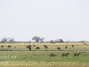 Botswana Chobe river wildlife -19