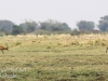 Botswana Chobe river wildlife -6
