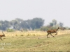 Botswana Chobe river wildlife -7