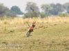 Botswana Chobe river wildlife -9