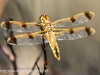 Broad Mountain dragon fly (42 of 44).jpg
