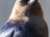 brown headed cowbird 5 (1 of 1).jpg