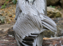 ornate hawk eagle (2 of 25).jpg