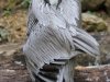 ornate hawk eagle (2 of 25).jpg