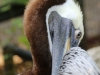 ornate hawk eagle (6 of 25).jpg
