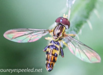 macro thistle  wasp 53 (1 of 1).jpg