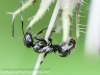 macro thistle ant 33 (1 of 1).jpg