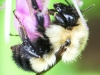 macro thistle  bee 26 (1 of 1).jpg