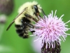 macro thistle  bee 95 (1 of 1).jpg