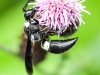macro thistle  bug wasp 77 (1 of 1).jpg