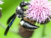 macro thistle  bug wasp 78 (1 of 1).jpg