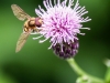 macro thistle  bug wasp 83 (1 of 1).jpg
