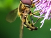 macro thistle  bug wasp 84 (1 of 1).jpg