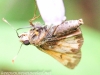 macro thistle moth  (1 of 1).jpg