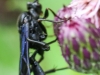 macro thistle  wasp 101 (1 of 1).jpg