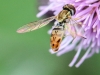 macro thistle  wasp 49 (1 of 1).jpg