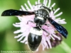 macro thistle  wasp 91 (1 of 1).jpg