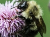 macro thjistle bee 13 (1 of 1).jpg