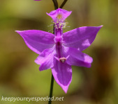 Calopogon or grass pink orchid
