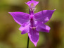 Calopogon or grass pink orchid