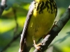 canada warbler -071