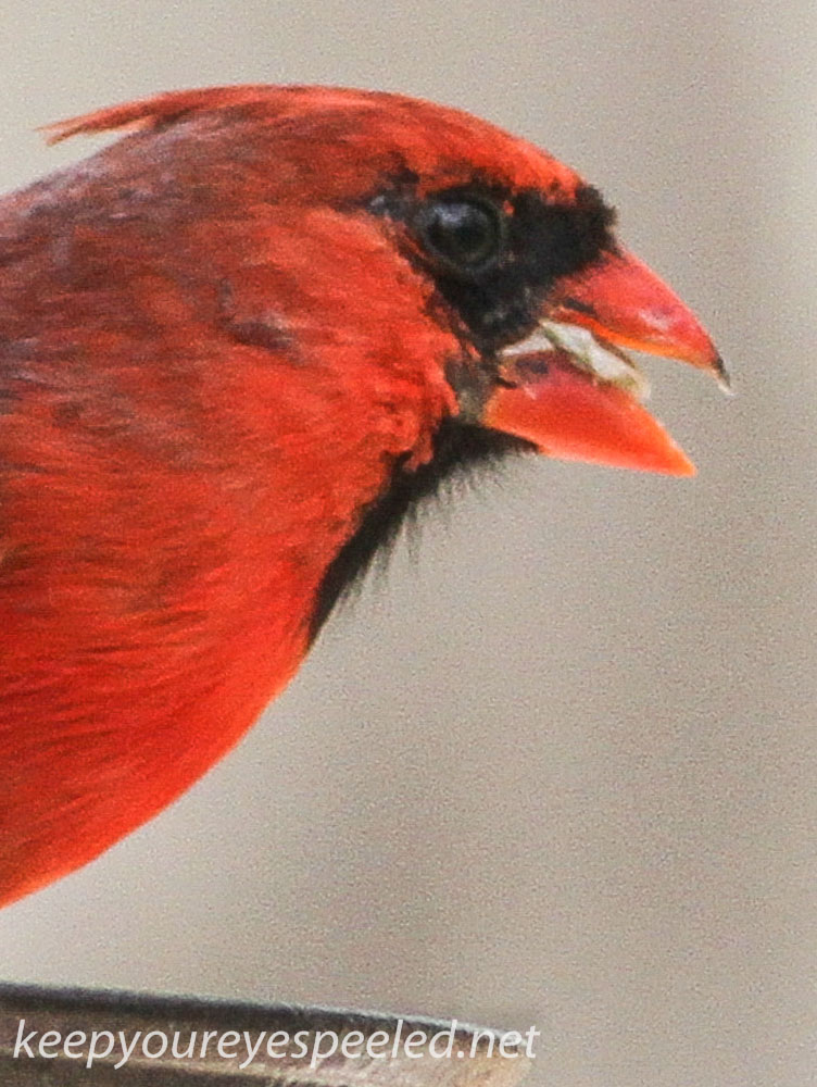 cardinal (1 of 1).jpg
