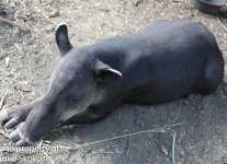 tapir (3 of 9).jpg