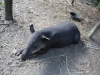 tapir (2 of 9).jpg