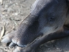 tapir (4 of 9).jpg
