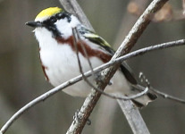 Lehigh Gap birds  (2 of 50)