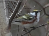 Lehigh Gap birds  (5 of 50)