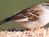 Chipping Sparrow (1 of 1).jpg