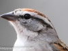 Chipping Sparrow 17 (1 of 1).jpg