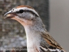 Chipping Sparrow 19 (1 of 1).jpg