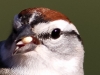 Chipping Sparrow 3 (1 of 1).jpg