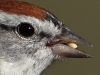 chipping sparrow (1 of 1).jpg