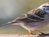chippinmg sparrow 5 (1 of 1).jpg
