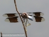 dragonfly 107 (1 of 1).jpg