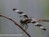 dragonfly 125 (1 of 1).jpg