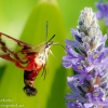 Community-Park-hummingbird-moth-10-of-19