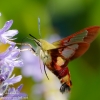 Community-Park-hummingbird-moth-11-of-19