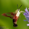 Community-Park-hummingbird-moth-13-of-19