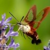 Community-Park-hummingbird-moth-14-of-19