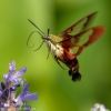 Community-Park-hummingbird-moth-15-of-19