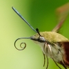 Community-Park-hummingbird-moth-16-of-19