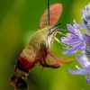 Community-Park-hummingbird-moth-17-of-19