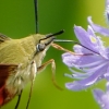 Community-Park-hummingbird-moth-18-of-19