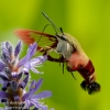 Community-Park-hummingbird-moth-19-of-19